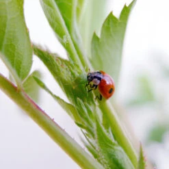 Adalia Marienkäfer -Saemereien adalia marienkaefer gegen blattlaeuse3