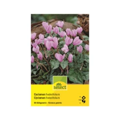 Alpenveilchen Zwiebel