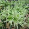 Amaryllis 'Evergreen' Zwiebeln