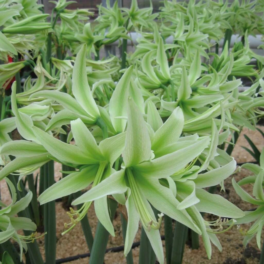 Amaryllis 'Evergreen' Zwiebeln 3 Amaryllis 'Evergreen' Zwiebeln