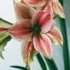Amaryllis 'Exotic Star' Zwiebel -Saemereien amaryllis exotic star amaryllis zwiebel