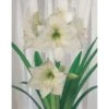 Amaryllis 'Weiss' Zwiebel -Saemereien amaryllis weiss amaryllis zwiebel