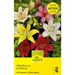 Lilien 'Mischung' Zwiebel