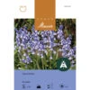 Hasenglöckchen 'Blue Bells' Zwiebeln -Saemereien blausterne scilla blue bells zwiebeln