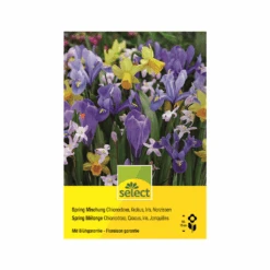 Blumenzwiebeln 'Spring Mischung' Zwiebeln