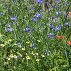 Wildblumenmischung 'Butterfly's Garden' Bodensee-Blütenträume Samen -Saemereien bodensee bluetentraeume butterflys garden3