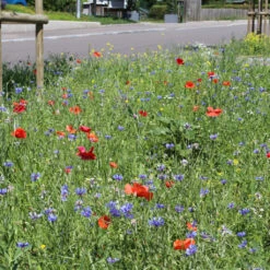 Wildblumenmischung 'Butterfly's Garden' Bodensee-Blütenträume Samen -Saemereien bodensee bluetentraeume butterflys garden4