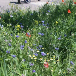 Wildblumenmischung 'Butterfly's Garden' Bodensee-Blütenträume Samen -Saemereien bodensee bluetentraeume butterflys garden5