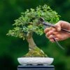 ESSCHERT DESIGN Bonsai Konkavzange -Saemereien bonsai konkavzange