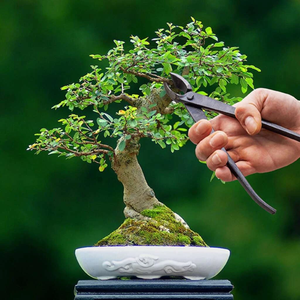 ESSCHERT DESIGN Bonsai Konkavzange 3 ESSCHERT DESIGN Bonsai Konkavzange