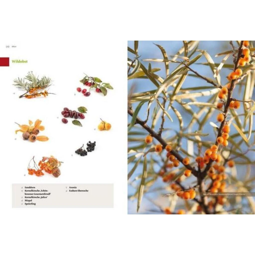 Das Große Biogarten-Buch 4 Das Große Biogarten-Buch – Bild 2