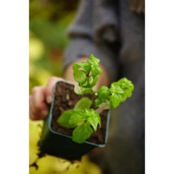 Kräuter Richtig Anbauen -Saemereien buch kraeuter richtig anbauen6