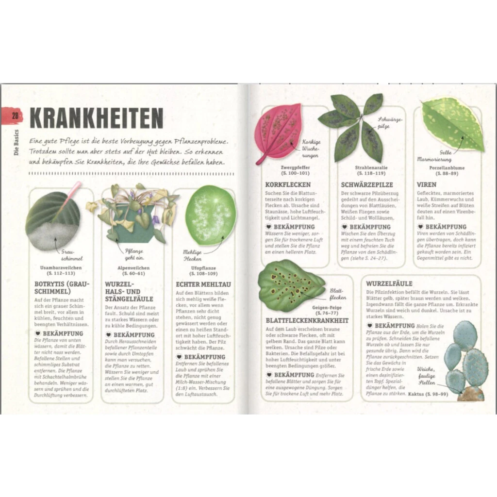 So überleben Zimmerpflanzen Garantiert: Grüner Daumen Für Anfänger 6 So überleben Zimmerpflanzen Garantiert: Grüner Daumen Für Anfänger – Bild 4