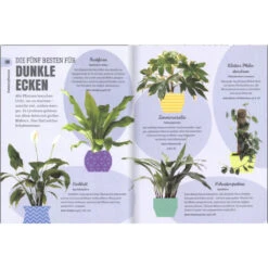 So überleben Zimmerpflanzen Garantiert: Grüner Daumen Für Anfänger 15 So überleben Zimmerpflanzen Garantiert: Grüner Daumen Für Anfänger -Saemereien buch so ueberleben zimmerpflanzen garantiert gruener daumen fuer anfaenger7