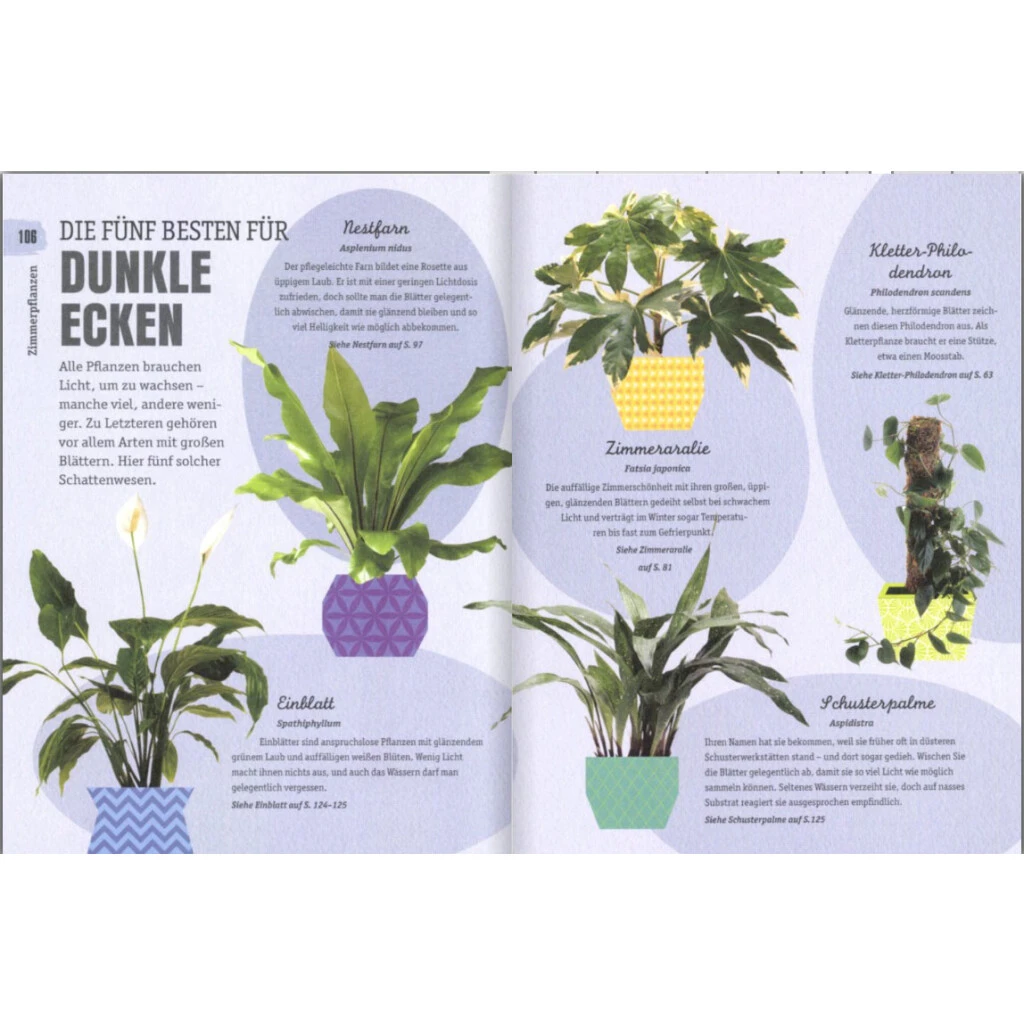 So überleben Zimmerpflanzen Garantiert: Grüner Daumen Für Anfänger 9 So überleben Zimmerpflanzen Garantiert: Grüner Daumen Für Anfänger – Bild 7