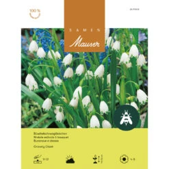 Büschel-Schneeglöckchen 'Gravety Giant' Zwiebeln