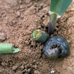 Carponem Nematoden 11 Carponem Nematoden -Saemereien carponem nematoden gegen erdraupen 25