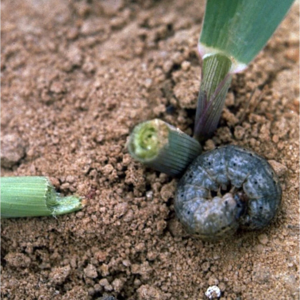 Carponem Nematoden 7 Carponem Nematoden – Bild 5