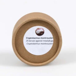 Cryptolaemus-Marienkäferlarven