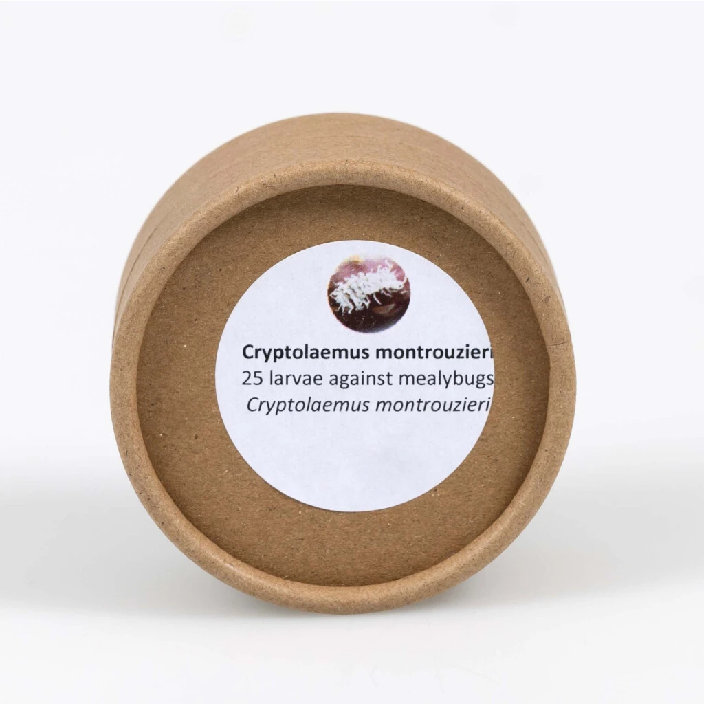 Cryptolaemus-Marienkäferlarven 3 Cryptolaemus-Marienkäferlarven