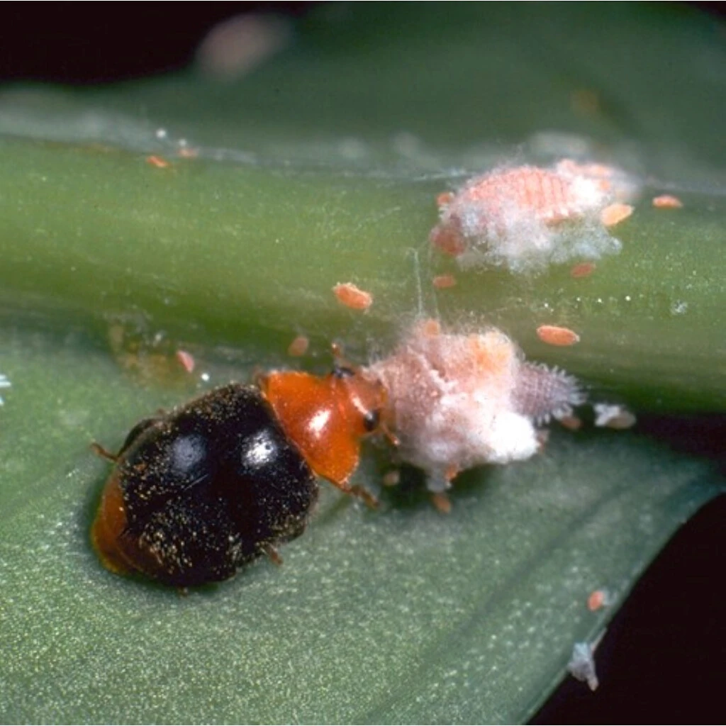 Cryptolaemus-Marienkäferlarven 4 Cryptolaemus-Marienkäferlarven – Bild 2