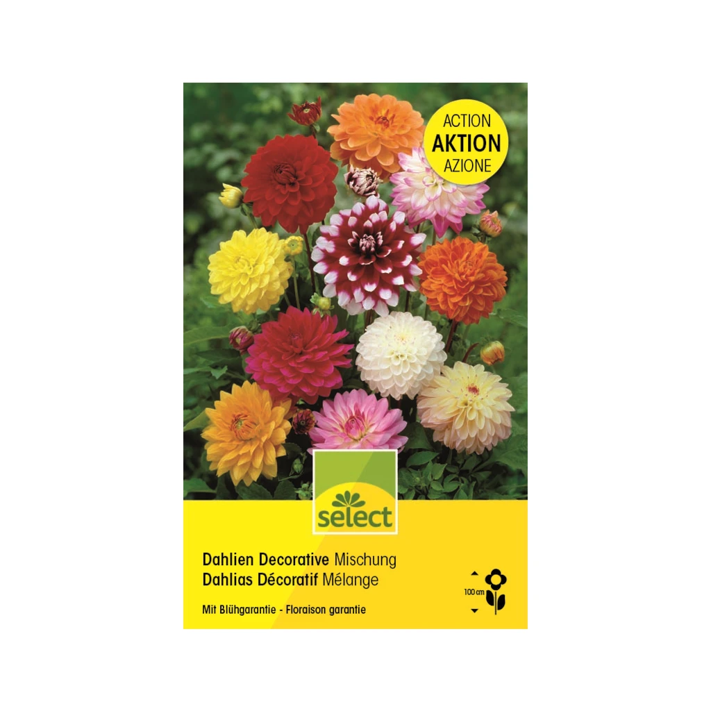 Dekorative Dahlie 'Mischung' Knollen 3 Dekorative Dahlie 'Mischung' Knollen