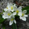 Dolden-Milchstern Zwiebeln -Saemereien dolden milchstern ornithogalum balansae zwiebeln