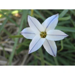 Frühlingsstern 'Whisley Blue' Zwiebeln -Saemereien fruehlingsstern whisley blue ipheion uniflorum zwiebeln3
