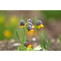 Fuchstraube Zwiebeln -Saemereien fuchstraube fritillaria uva vulpis zwiebeln2