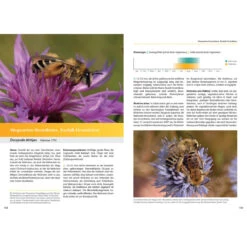 Wildbienen Artgerecht Unterstützen -Saemereien gartenbuch kaufen wildbienen artgerecht unterstuetzen2