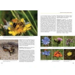 Wildbienen Artgerecht Unterstützen -Saemereien gartenbuch kaufen wildbienen artgerecht unterstuetzen3