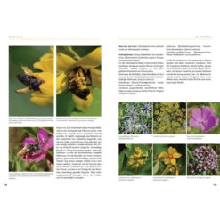 Wildbienen Artgerecht Unterstützen -Saemereien gartenbuch kaufen wildbienen artgerecht unterstuetzen5
