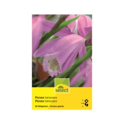 Gartenorchidee 'Pleione Formosana' Zwiebel