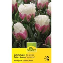 Gefüllte Tulpe 'Ice Cream' Zwiebeln