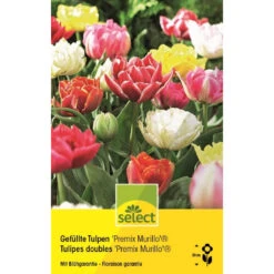 Gefüllte Tulpe 'Premix Murillo' Zwiebeln