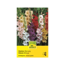 Gladiolen 'Mischung' Knollen