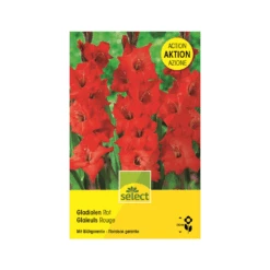 Gladiolen 'Rot' Knollen