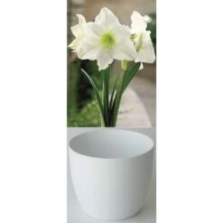 Gloria Amaryllis 'Reinweiss' Zwiebeln