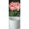 Gloria Amaryllis 'Weiss/Rot Gestreift' Zwiebeln 2 Gloria Amaryllis 'Weiss/Rot Gestreift' Zwiebeln -Saemereien gloria amaryllis rot weiss gestreift zwiebel