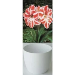 Gloria Amaryllis 'Weiss/Rot Gestreift' Zwiebeln