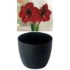 Gloria Amaryllis 'Royal Velvet' Zwiebeln