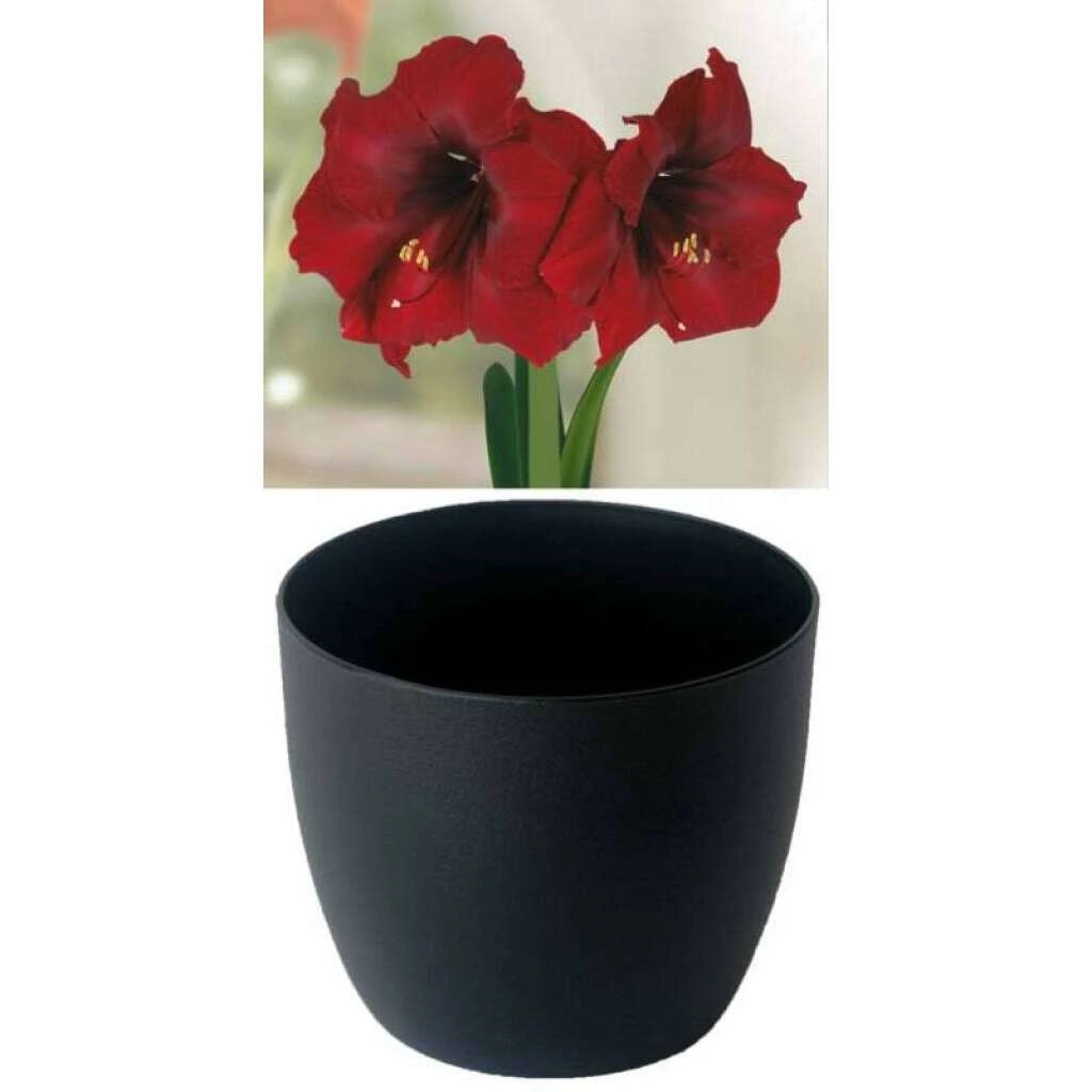 Gloria Amaryllis 'Royal Velvet' Zwiebeln 3 Gloria Amaryllis 'Royal Velvet' Zwiebeln