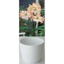 Gloria Amaryllis 'weiss Mit Feinem Roten Rand' Zwiebeln