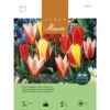 Greigii-Tulpe 'Pfauen-Mischung' Zwiebeln -Saemereien greigii tulpe pfauen mischung tulipa zwiebeln