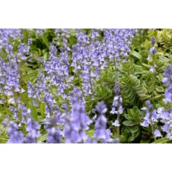 Hasenglöckchen, Blau Zwiebeln -Saemereien hasengloeckchen blau hyazinthoides hispanica caeruleum zwiebeln2