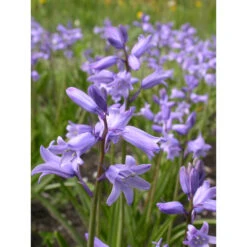 Hasenglöckchen, Blau Zwiebeln -Saemereien hasengloeckchen blau hyazinthoides hispanica caeruleum zwiebeln3