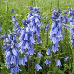 Hasenglöckchen 'Excelsior' Zwiebeln