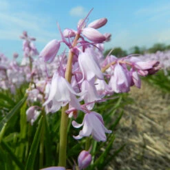 Hasenglöckchen, Pink Zwiebeln