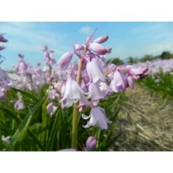 Hasenglöckchen, Pink Zwiebeln -Saemereien hasengloeckchen pink hyazinthoides hispanica rosea zwiebeln3