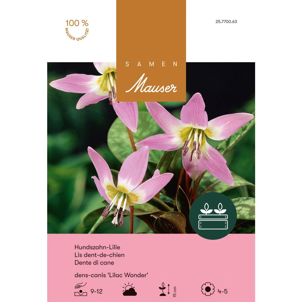 Hundszahn-Lilie 'Lilac Wonder' Zwiebel 3 Hundszahn-Lilie 'Lilac Wonder' Zwiebel